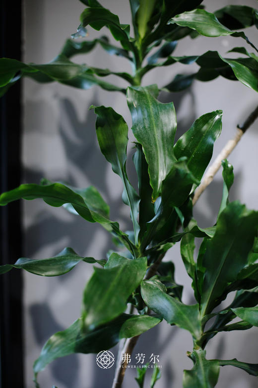 白圆盆-螺纹铁 商品图3