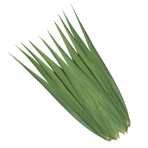 粽叶 新鲜粽子叶 端午节包粽子 芦苇叶 无需泡水 箬叶竹叶 送马莲 商品图5