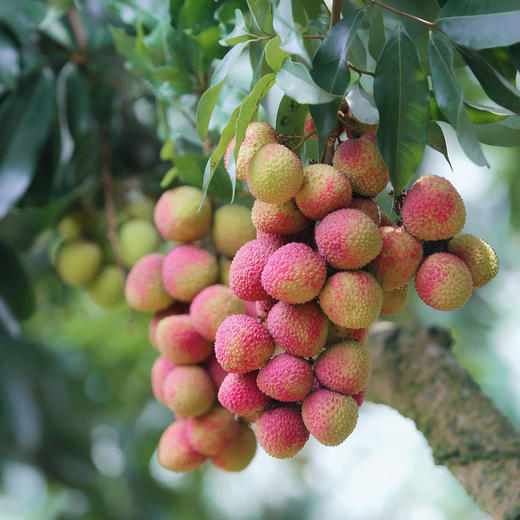 海南妃子笑荔枝 新鲜3-5斤装 顺丰发货 商品图5