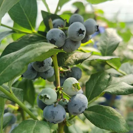 百里家的蓝莓 自然农法 有机标准 颗颗爆浆 护眼 养颜 |百里食 商品图12