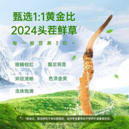 【源头直供】2024新鲜冬虫夏草头期头芽鲜虫草 商品图3