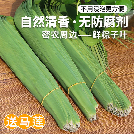 粽叶 新鲜粽子叶 端午节包粽子 芦苇叶 无需泡水 箬叶竹叶 送马莲 商品图0