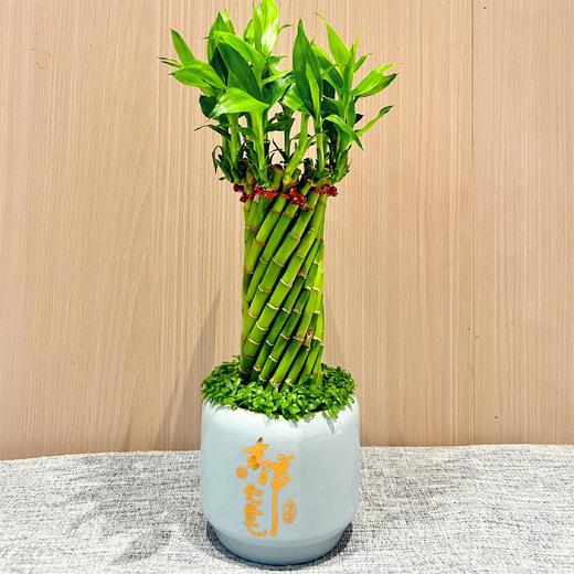 新鲜绿植盆栽 盆装竹子-大 商品图0