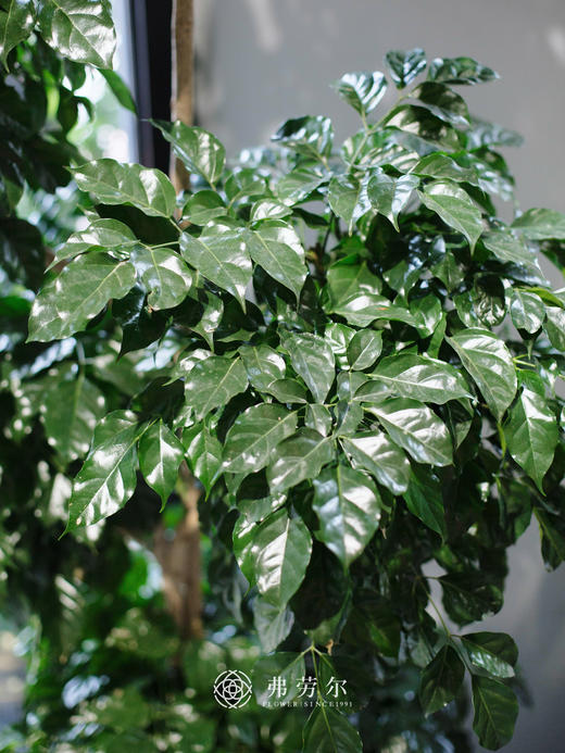 方自吸盆-绿宝 商品图2