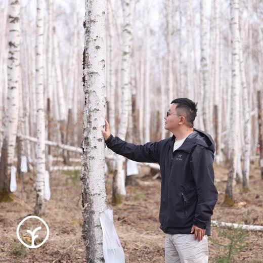 【远方的梦想浓缩白桦树汁 通过SGS低GI认证 308项农残0检出 欧盟有机认证】50ml*8支/盒 商品图1