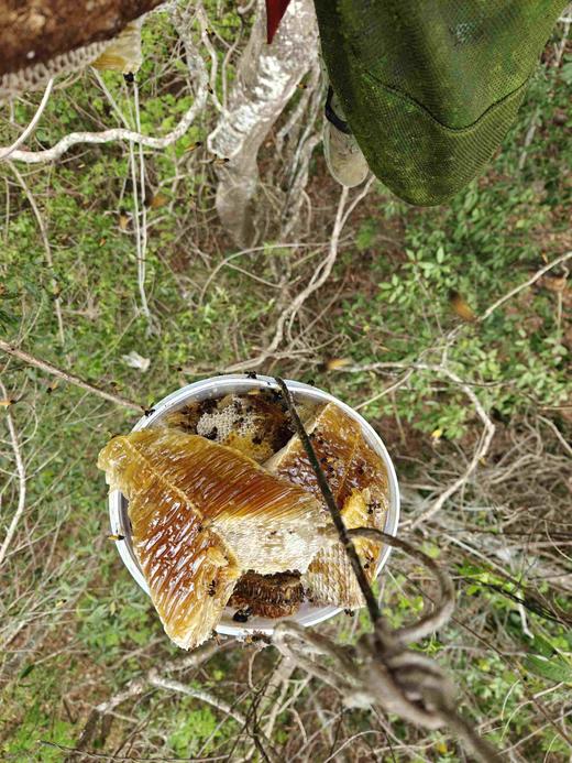 安叶家自产岩蜜/挂蜜（500克） 商品图11