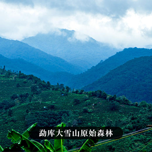 【大雪山】2024年头春头采临沧大雪山高海拔生茶357克茶饼，拍1发2拍5发11拍10发22 商品图2