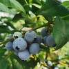 百里家的蓝莓 自然农法 有机标准 颗颗爆浆 护眼 养颜 |百里食 商品缩略图6