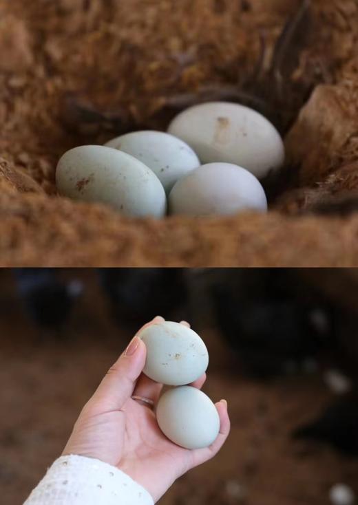 【高原散养绿壳蛋】 原生态 绿壳乌骨鸡蛋 胆固醇比普通鸡蛋低  30枚/份【生鲜发出不退不改，签收及时取出放在冰箱保鲜】（它比普通鸡蛋小） 商品图7