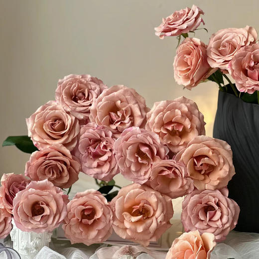 莫泊单头玫瑰丨AB级花材丨单拍不发 商品图1