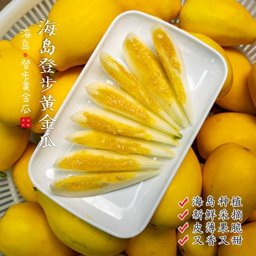 【闹妈】舟山新鲜登步黄金瓜3斤/4斤 各种规格单独发货包邮全国偏远除外 商品图0