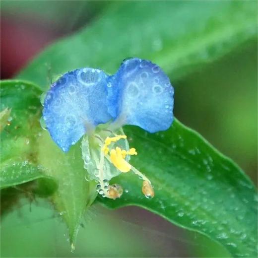 【暑假】康藤高黎贡 | 在毛毛球森林，看盛夏自然博物营 5天4晚 商品图3