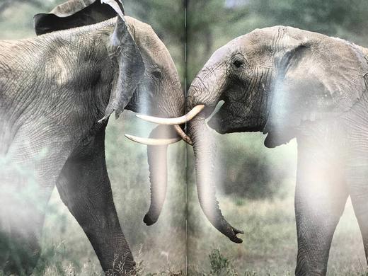 非洲大象图集 128页彩色插图 精装8开 商品图10