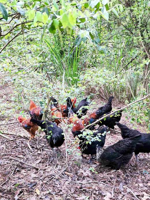 有机童子鸡｜约150天｜龙游山无边界散养｜现杀现发｜衢州顺丰 商品图14