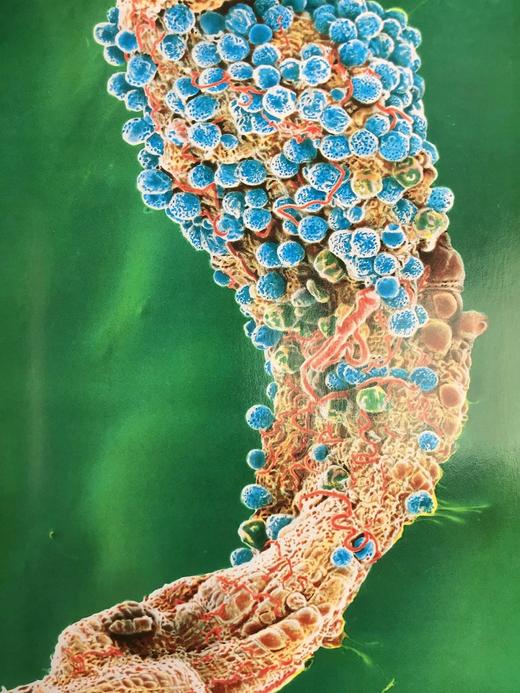 不可思议的旅程：人体探索 300幅插图 精装16开 商品图9