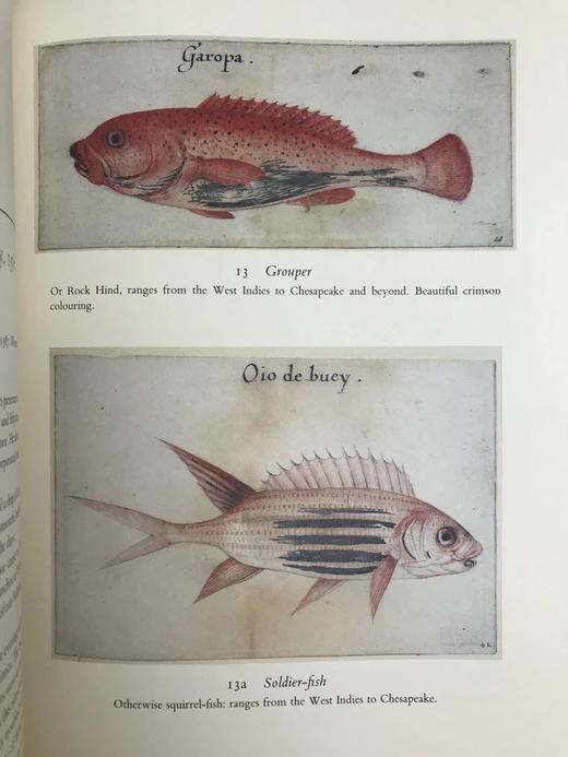 第一批殖民者：哈克卢特北美之旅 数十幅插图 布面精装大16开 商品图9