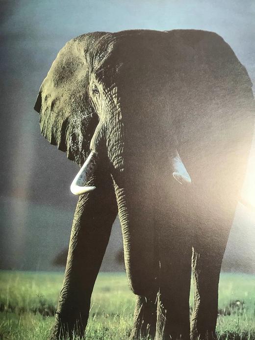 非洲大象图集 128页彩色插图 精装8开 商品图7