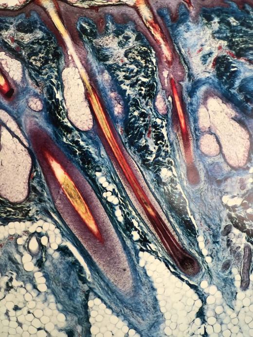 不可思议的旅程：人体探索 300幅插图 精装16开 商品图10