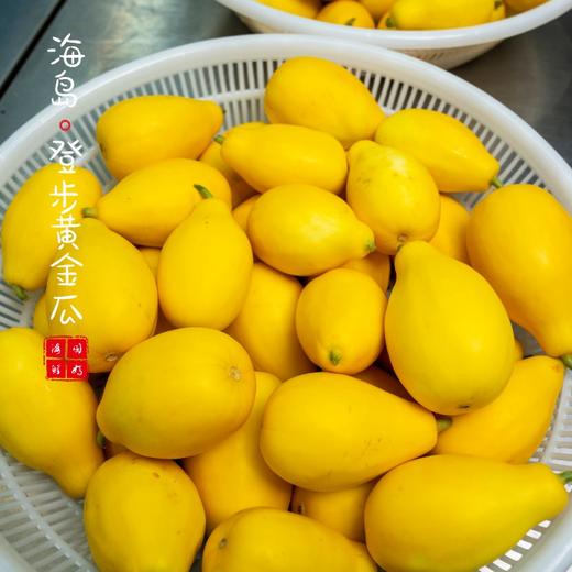 【闹妈】舟山新鲜登步黄金瓜3斤/4斤 各种规格单独发货包邮全国偏远除外 商品图1