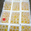 【闹妈】舟山新鲜登步黄金瓜3斤/4斤 各种规格单独发货包邮全国偏远除外 商品缩略图4