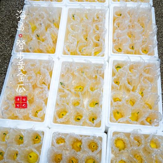 【闹妈】舟山新鲜登步黄金瓜3斤/4斤 各种规格单独发货包邮全国偏远除外 商品图4