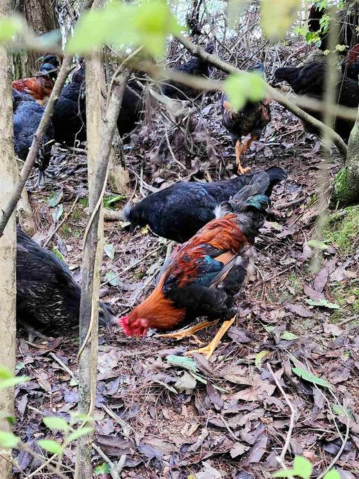 有机童子鸡｜约150天｜龙游山无边界散养｜现杀现发｜衢州顺丰 商品图12