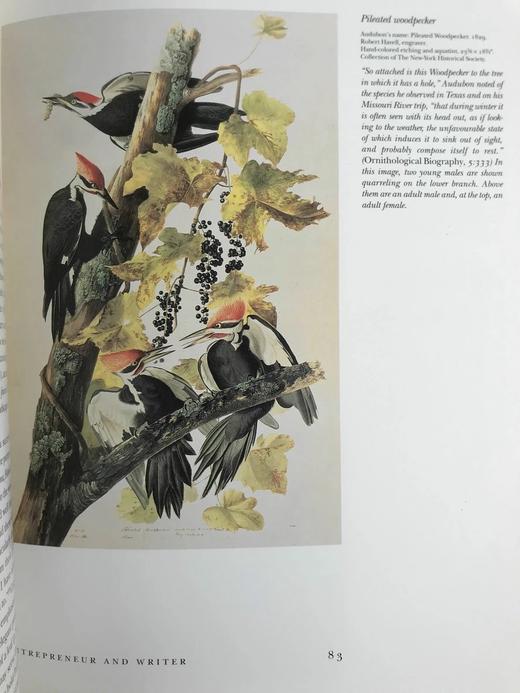 约翰·詹姆斯·奥杜邦画集 104幅插图（55幅彩色） 精装大16开 商品图12