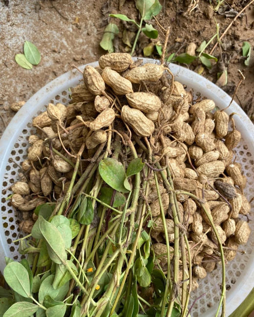 周二配送！颗粒饱满 甜甜的 有机种植，无农药，无化肥，颗粒饱满，鲜花生！3斤/袋 商品图1