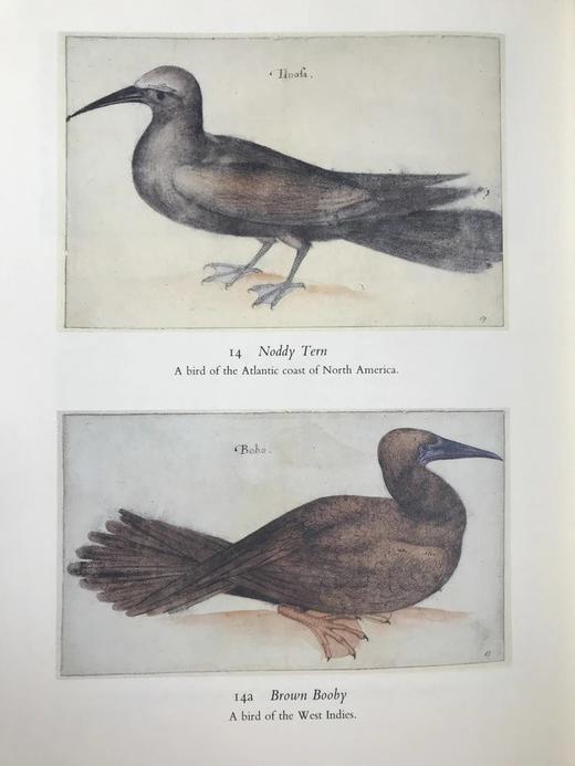 第一批殖民者：哈克卢特北美之旅 数十幅插图 布面精装大16开 商品图8