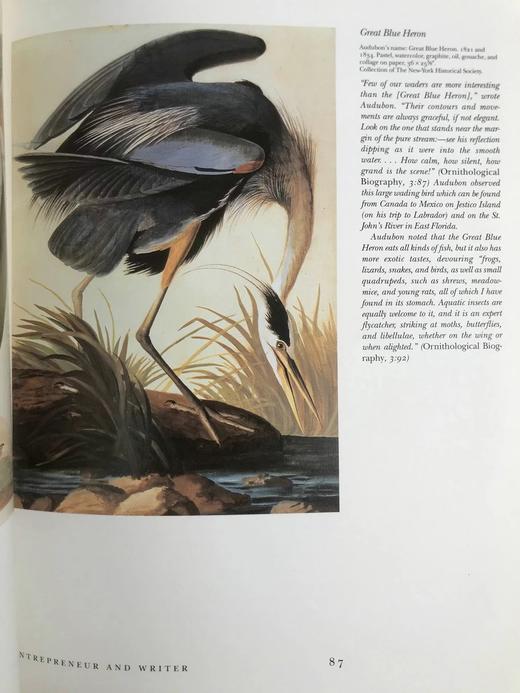 约翰·詹姆斯·奥杜邦画集 104幅插图（55幅彩色） 精装大16开 商品图11