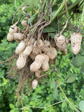 周二配送！颗粒饱满 甜甜的 有机种植，无农药，无化肥，颗粒饱满，鲜花生！3斤/袋