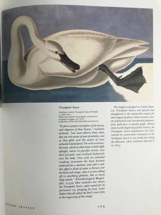 约翰·詹姆斯·奥杜邦画集 104幅插图（55幅彩色） 精装大16开 商品图8