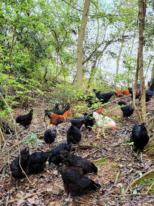 有机童子鸡｜约150天｜龙游山无边界散养｜现杀现发｜衢州顺丰 商品图3