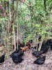 有机童子鸡｜约150天｜龙游山无边界散养｜现杀现发｜衢州顺丰 商品缩略图8