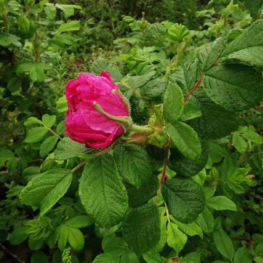 有机玫瑰纯露200ml(赠送60ml便携装） 商品图12