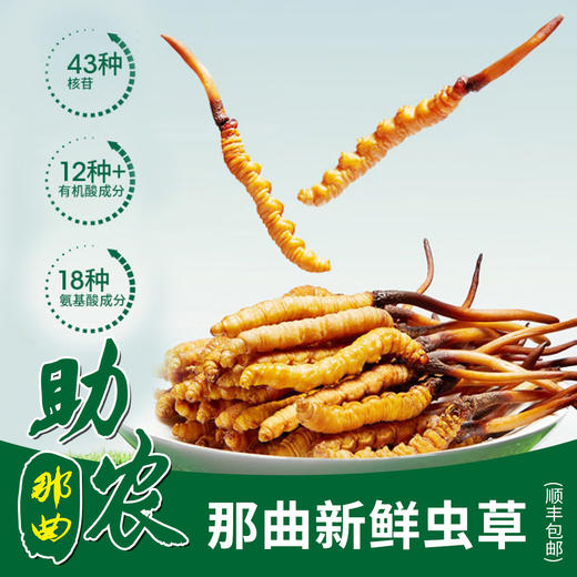 【西藏】那曲新鲜冬虫夏草（5根装）顺丰包邮，3套起发 商品图0
