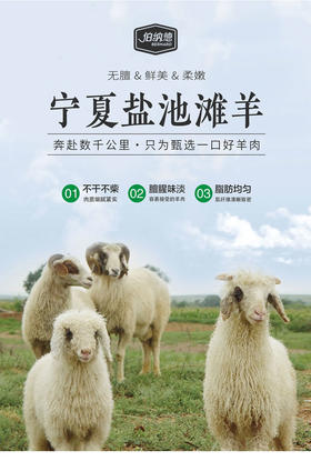 伯纳德宁夏盐池滩羊