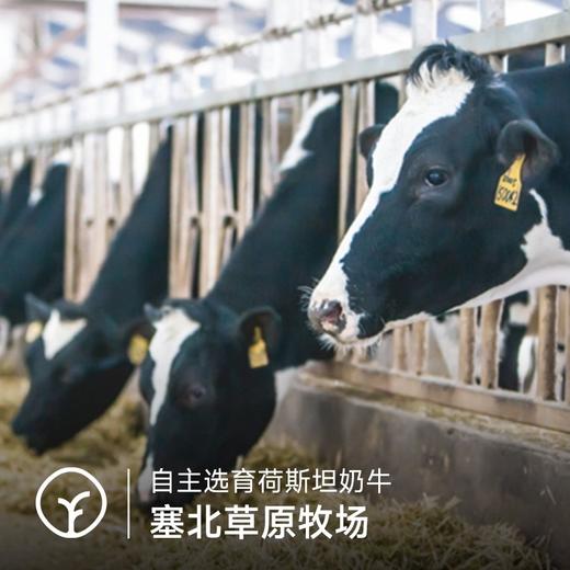 【检测31项兽残未检出 定制低温短保牛乳, 保质期15天200ml*9瓶】每100m1l含3.6g蛋白奶香浓郁丝滑 更好的保留牛奶中营养 商品图2