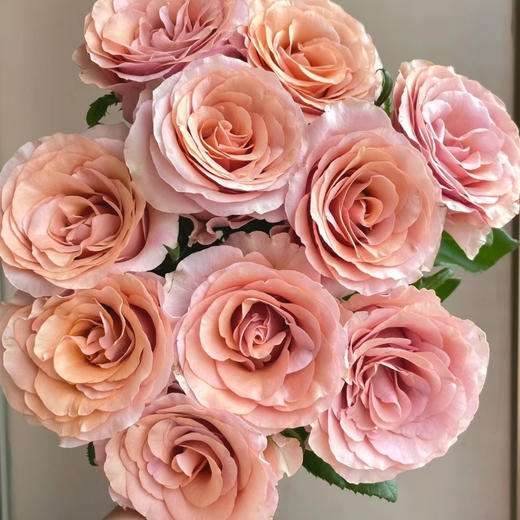 莫泊单头玫瑰丨AB级花材丨单拍不发 商品图0