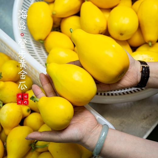 【闹妈】舟山新鲜登步黄金瓜3斤/4斤 各种规格单独发货包邮全国偏远除外 商品图2