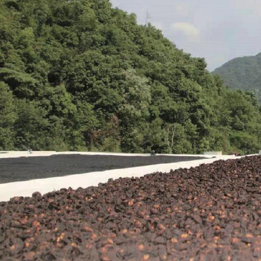 安徽九华山黄精果、清甜软糯、颗颗饱满、满口精华、精选肥厚黄精、粒粒上乘 商品图3