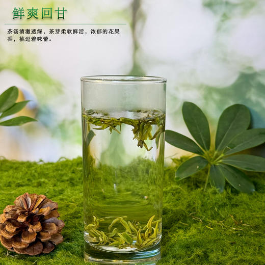 珠蓓蕾碧螺春智之春 商品图2