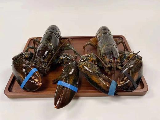 2026年鲜活大龙虾加拿大波士顿鲜活野生大龙虾，2只装 商品图2