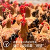 【梨花童子鸡2只!远方检测SGS-30项激素63项抗生素23项兽残均未检出】山林里梨树下散养120~150天 商品缩略图2