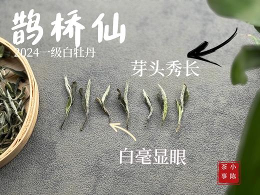 【2024春茶来了】连续7年春白茶销冠，2024一级白牡丹《鹊桥仙》，等级更高，鲜、爽、清、润，香透了！ 商品图5