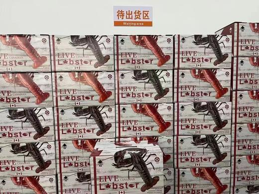 2026年鲜活大龙虾加拿大波士顿鲜活野生大龙虾，2只装 商品图12