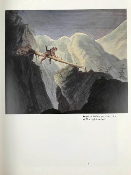约翰·詹姆斯·奥杜邦画集 104幅插图（55幅彩色） 精装大16开 商品图6