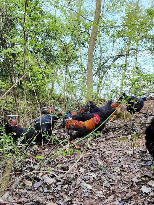 有机童子鸡｜约150天｜龙游山无边界散养｜现杀现发｜衢州顺丰 商品图10