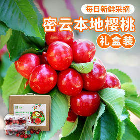 【包邮】密农人家现摘新鲜红樱桃  自然成熟  酸甜多汁 500g×4  礼盒装