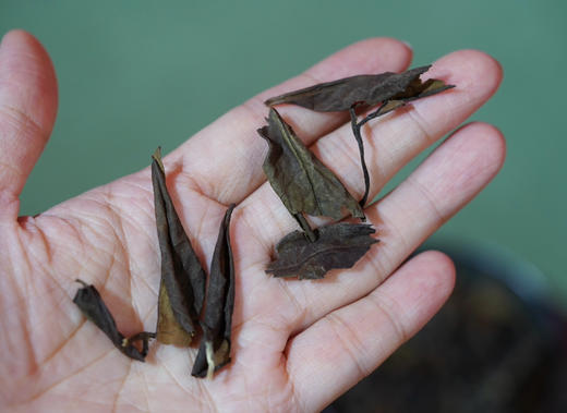申时茶｜16年老白茶 商品图5